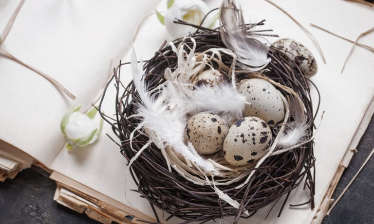 Fragen zu Ostern, Nest