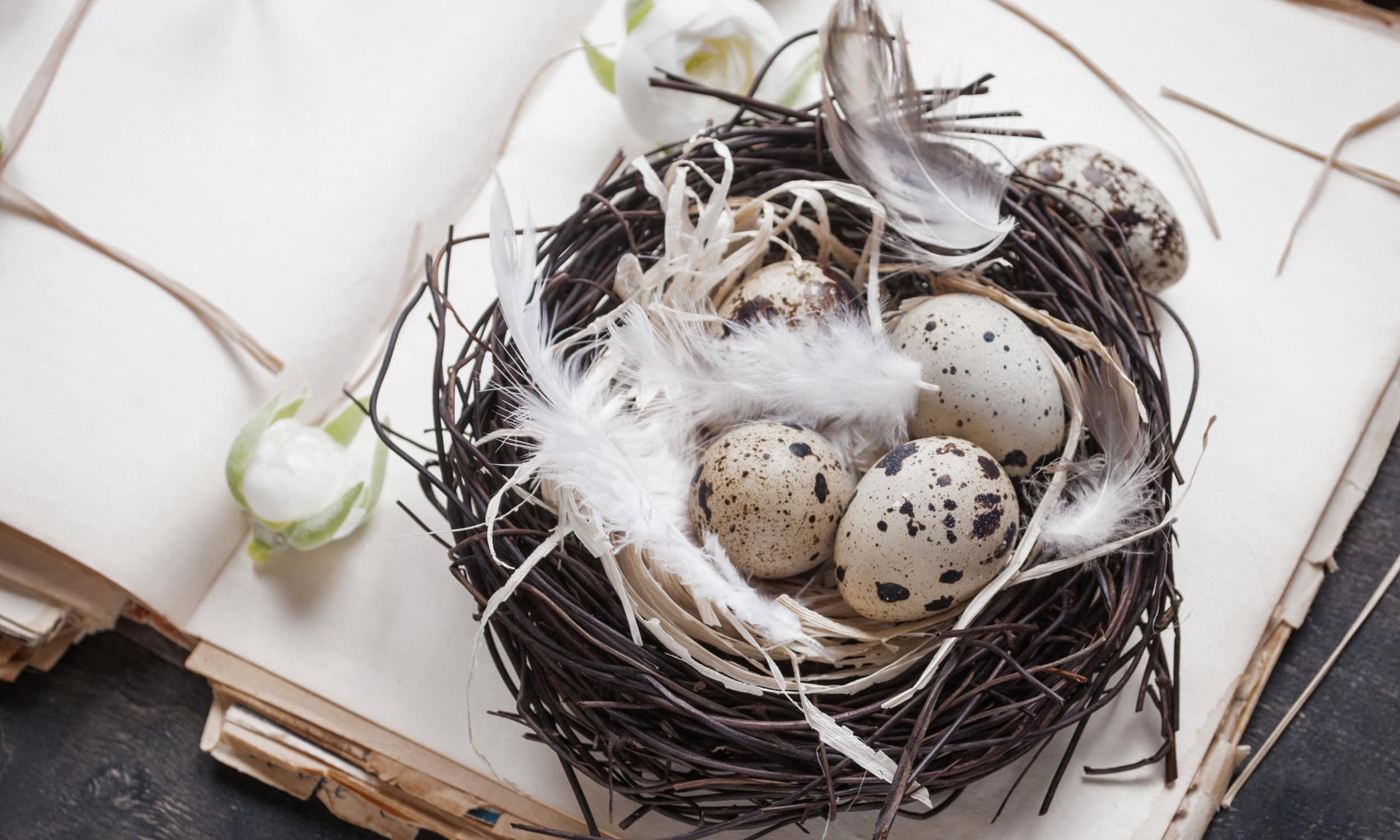 Fragen zu Ostern, Nest
